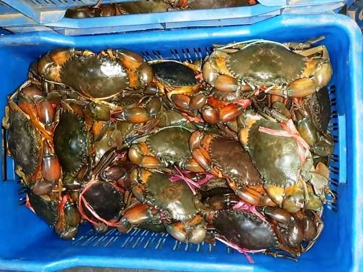 Crab