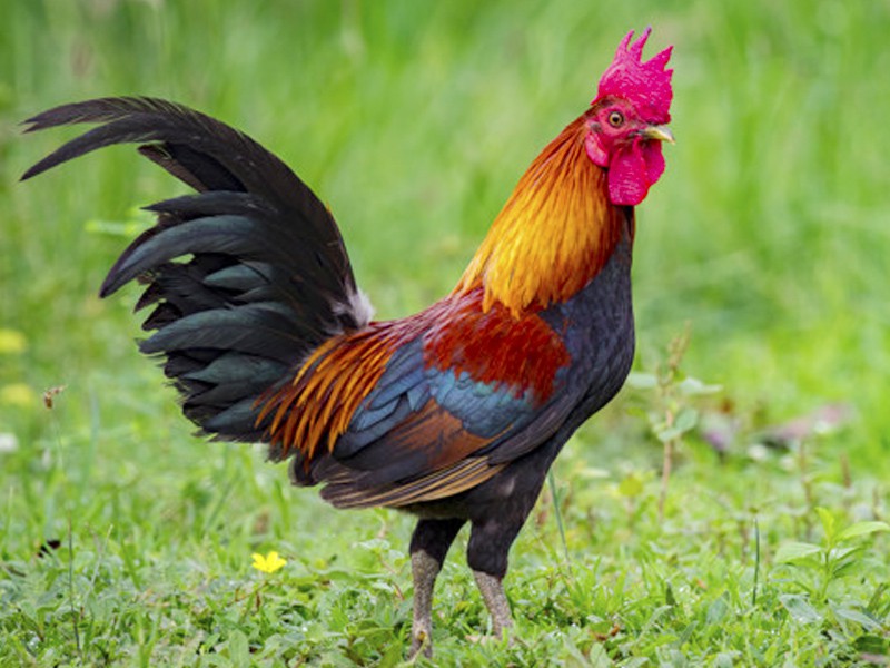 Deshi Duck & Chicken