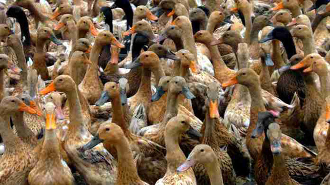Deshi Duck
