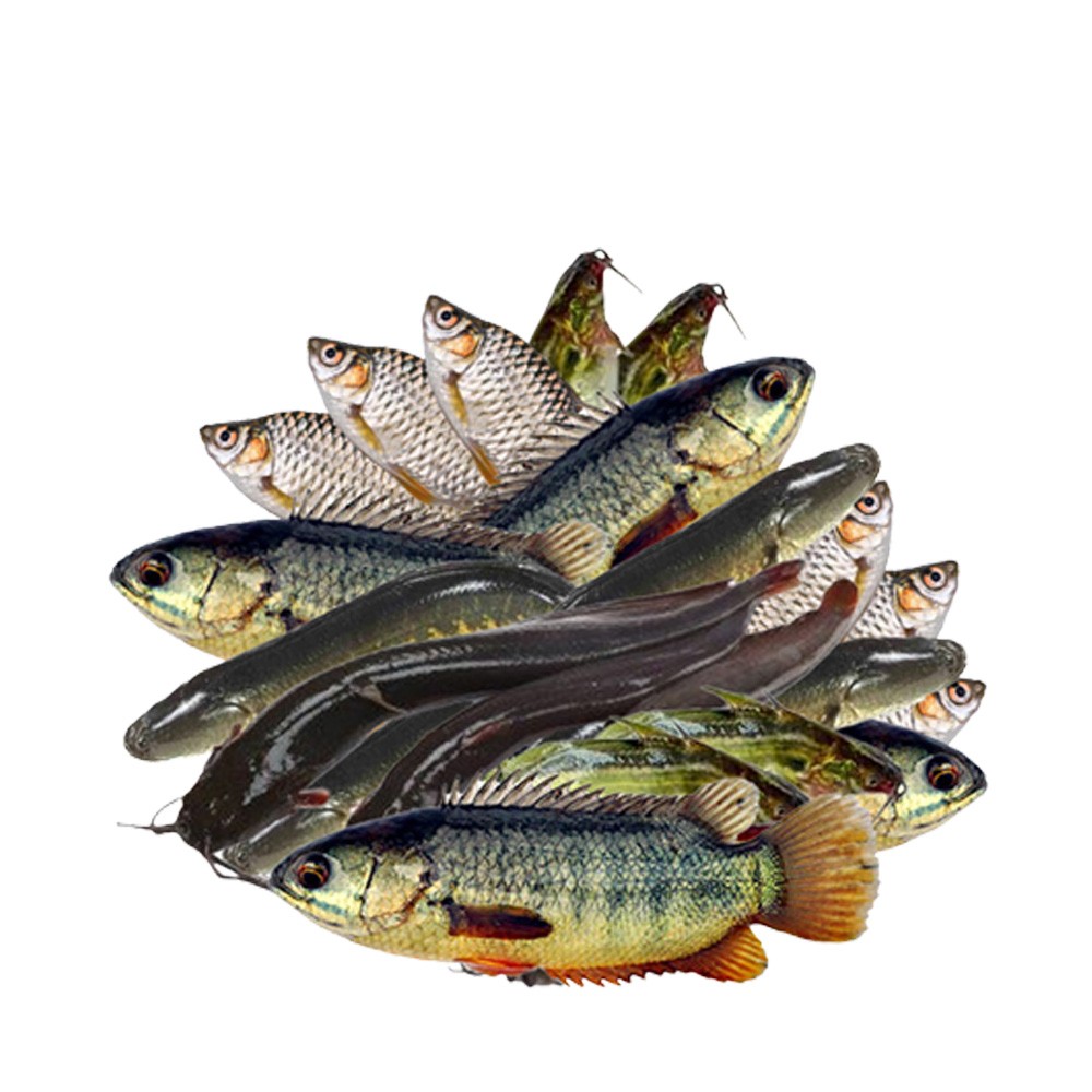 Fresh Fish
